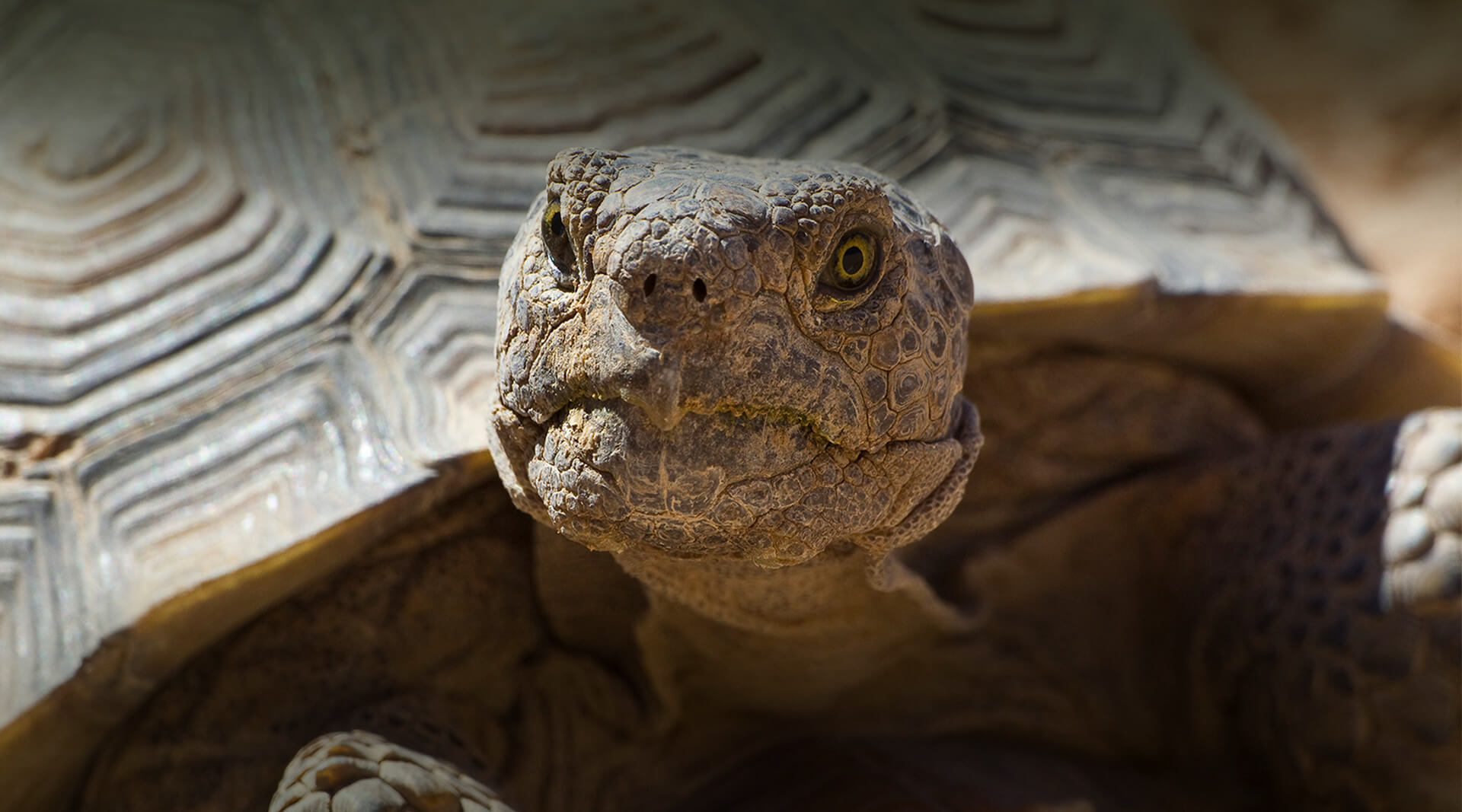 Desert Tortoise | San Diego Zoo Wildlife Alliance